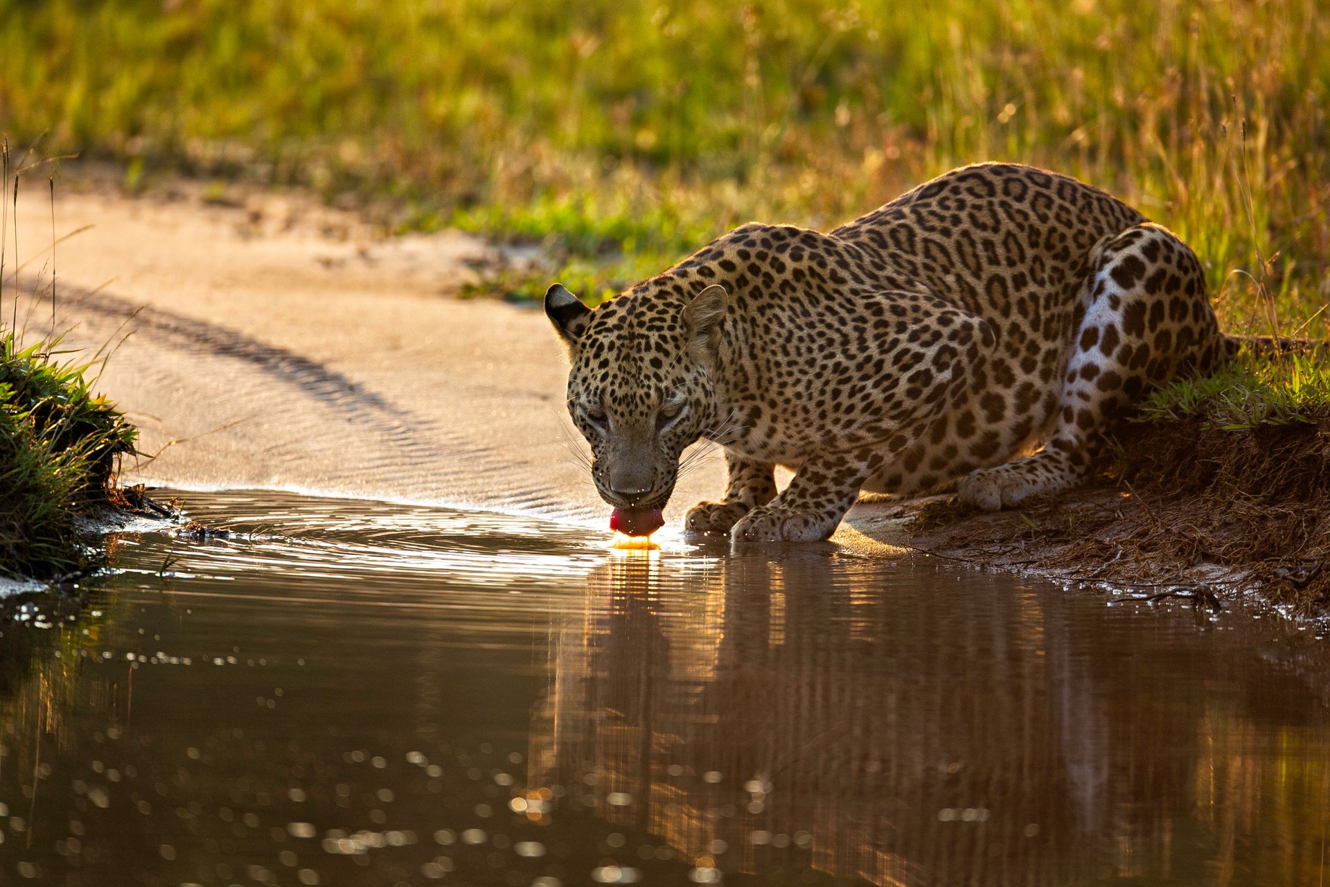 Golden Moment: Leopard Quenching Thirst at Wilpattu National Park